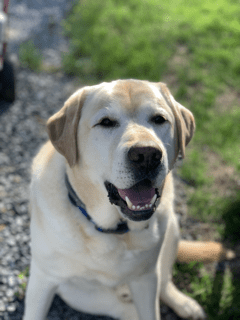 Older English yellow male Labrador, almost white in color, outside in the sun and smiling at the camera