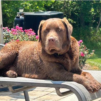 Lori's chocolate Labrador named Tater, lounging on a chair by the pool, with a facial expression that says "leave me alone, you lowly human."